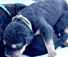 Registered Airedale puppies for sale