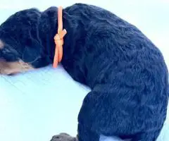 Registered Airedale puppies for sale