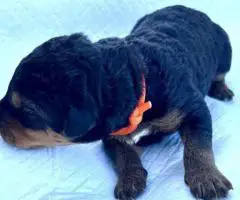 Registered Airedale puppies for sale