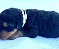 Registered Airedale puppies for sale