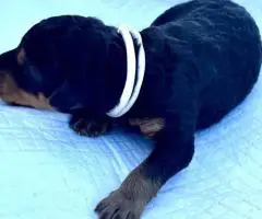 Registered Airedale puppies for sale