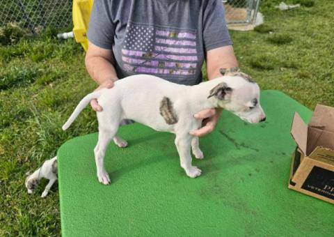 AKC Whippet puppies for sale