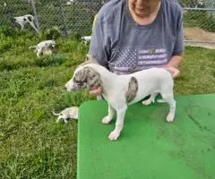 AKC Whippet puppies for sale