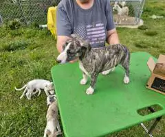 AKC Whippet puppies for sale