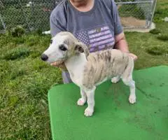 AKC Whippet puppies for sale