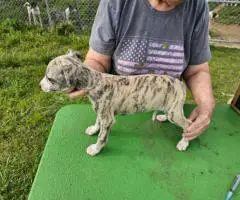 AKC Whippet puppies for sale