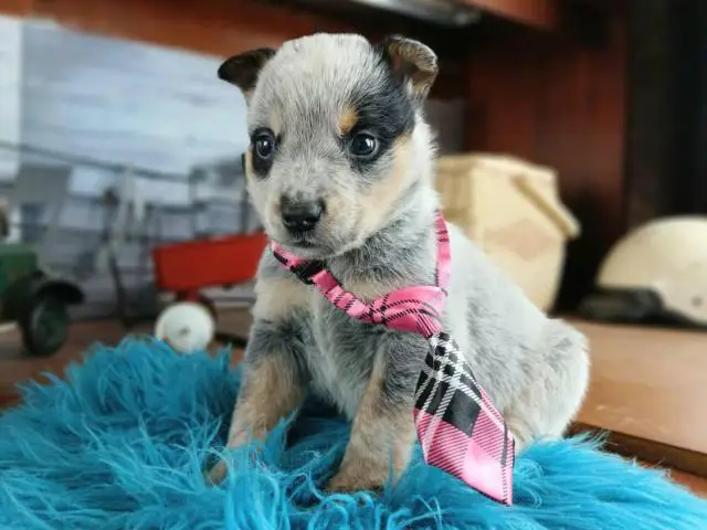 Blue heelers for sale