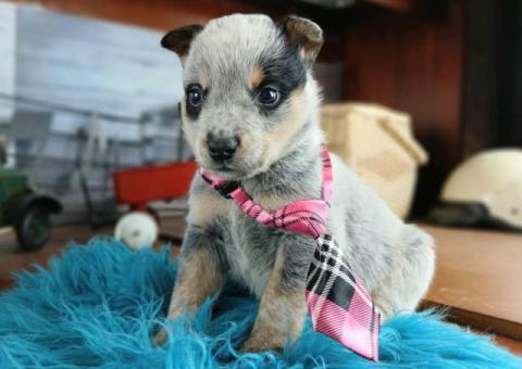 Blue heelers for sale