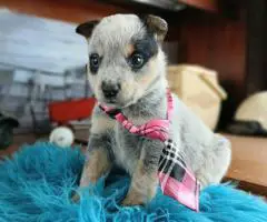 Blue heelers for sale