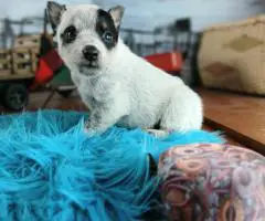 Blue heelers for sale