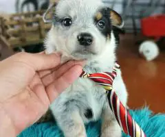 Blue heelers for sale