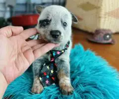 Blue heelers for sale