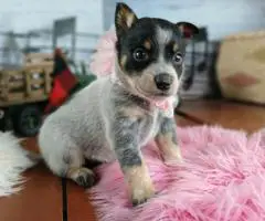 Blue heelers for sale
