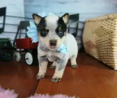 Blue heelers for sale