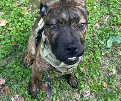 Oakley needs a loving home