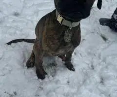 Oakley needs a loving home