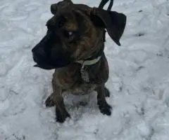 Oakley needs a loving home