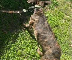 Oakley needs a loving home