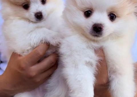 2 Little Pomeranian puppies for sale