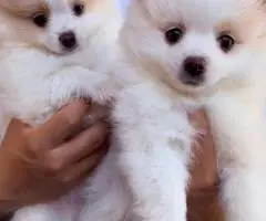 2 Little Pomeranian puppies for sale