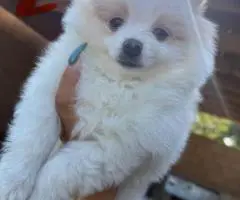 2 Little Pomeranian puppies for sale