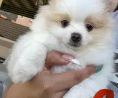 2 Little Pomeranian puppies for sale