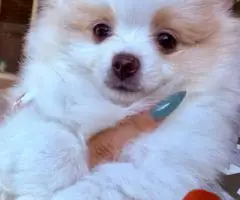 2 Little Pomeranian puppies for sale