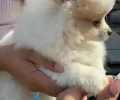 2 Little Pomeranian puppies for sale