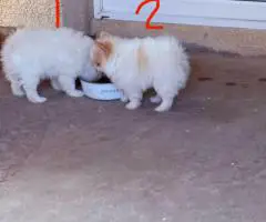 2 Little Pomeranian puppies for sale