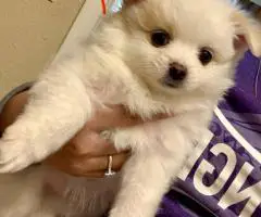 2 Little Pomeranian puppies for sale