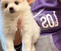 2 Little Pomeranian puppies for sale