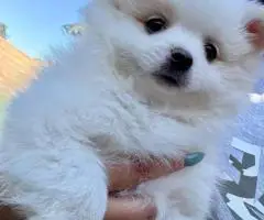 2 Little Pomeranian puppies for sale