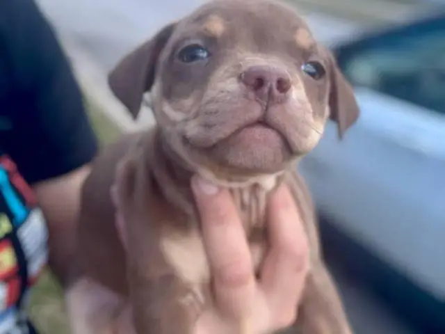 American Bully puppies $500