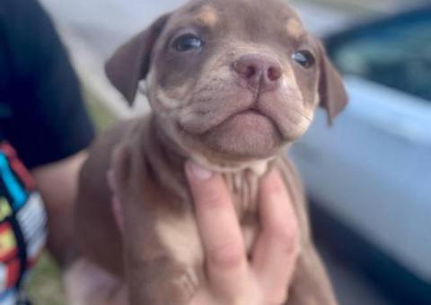 American Bully puppies $500
