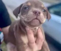 American Bully puppies $500