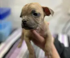 American Bully puppies $500