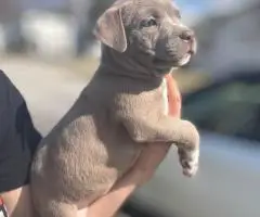 American Bully puppies $500