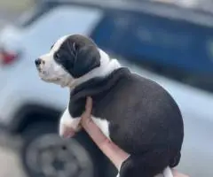 American Bully puppies $500
