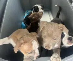 American Bully puppies $500