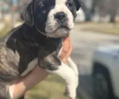 American Bully puppies $500