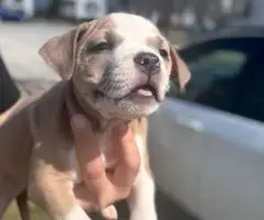 American Bully puppies $500