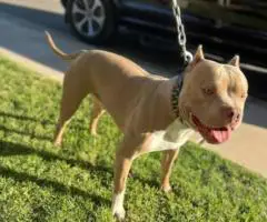American Bully puppies $500
