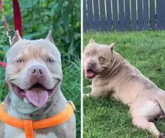 American Bully puppies $500