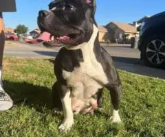 American Bully puppies $500