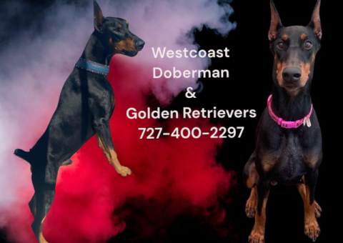 Westcoast Doberman and golden retrievers