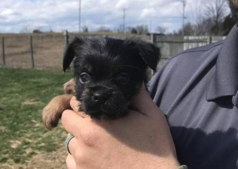 Brussels Griffon mix puppies small breed