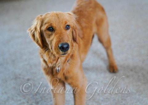 Golden Retriever Breeders Indiana: Bring Home Golden Sunshine