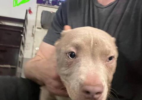 7 fawn-colored pit bull puppies for sale