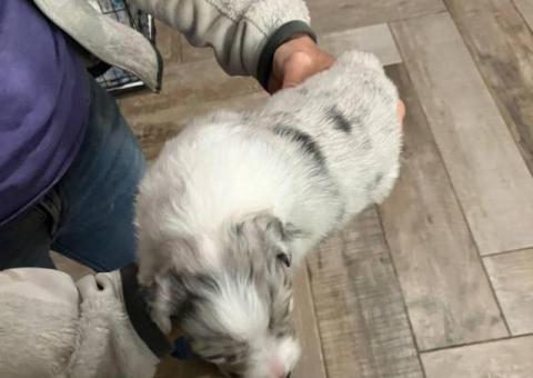 Blue Merle Aussie puppies for sale