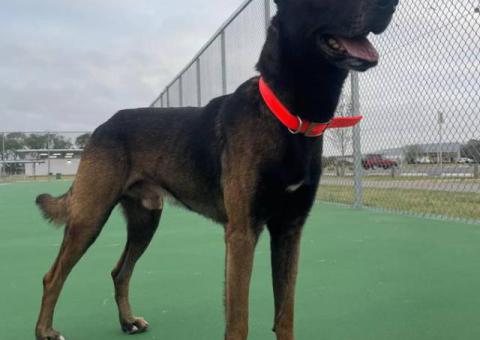 3 Purebred Belgian Malinois puppies for sale
